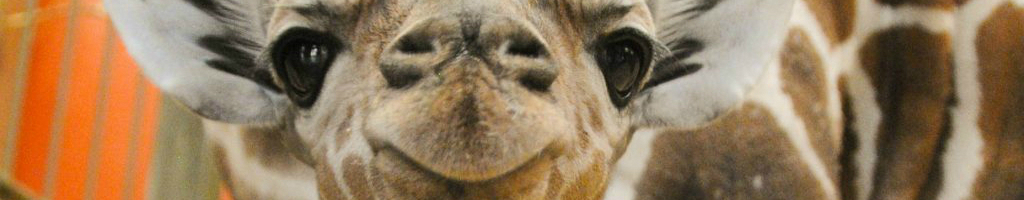 Conference Pathfinder Zoo Trip