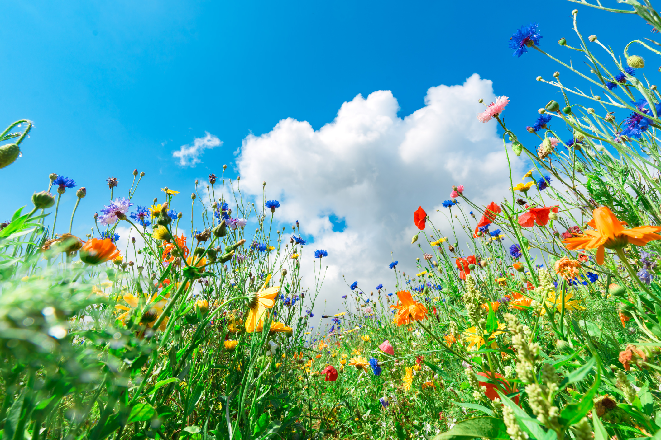  A multi-colored field of summer wildfires representing the concept of a vibrant and diverse church community. 