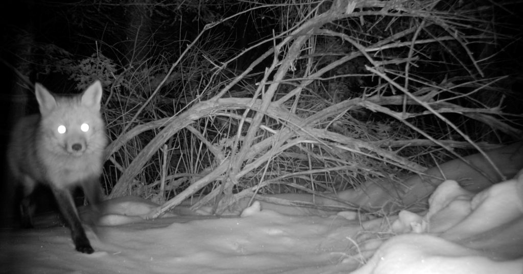 Game Camera Sightings
