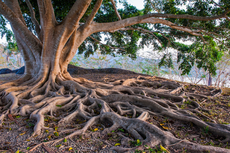 Flourishing Faith