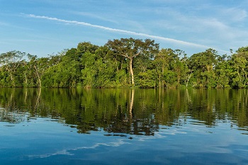 Concursos Amazonas: editais e datas das provas revelados - Árvores1