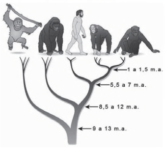 Prova Origem e evolução da vida para o Enem =+ IMAGEM 2