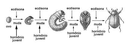 Identidade dos seres vivos para o Enem + IMAGEM 3