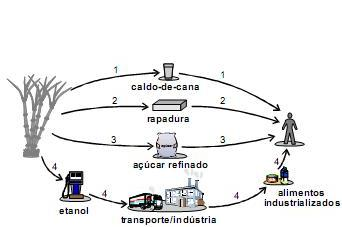 Identidade dos seres vivos para o Enem + IMAGEM 1