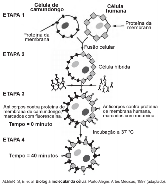 Simulado ENEM 5706  QUESTAO   12