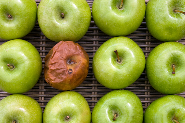 A bunch of green apples are contrasted by a gross, rotten one because a delivery took too long.
