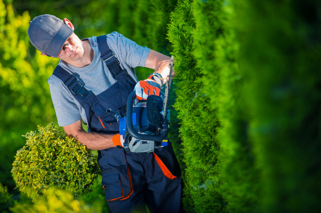 A man dressed in overalls and a hat is using a hedge trimmer on a row of green hedges