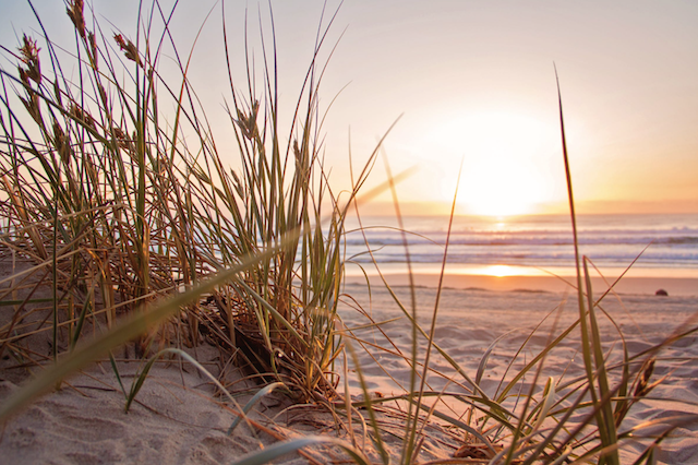 : A sunrise over the ocean with tall grasses in the forefront