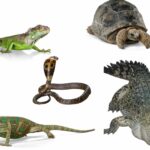 Matutina para Menores | Domingo 07 de Abril de 2024 | ¿Quieres saber más sobre reptiles?