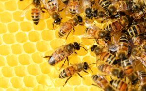 Lee más sobre el artículo Matutina para Menores | Jueves 11 de Abril de 2024 | Tan ocupados como una abeja