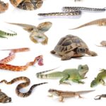 Matutina para Menores | Jueves 04 de Abril de 2024 | ¿Cuánto sabes sobre reptiles?