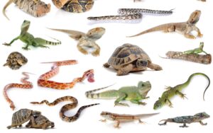 Lee más sobre el artículo Matutina para Menores | Jueves 04 de Abril de 2024 | ¿Cuánto sabes sobre reptiles?