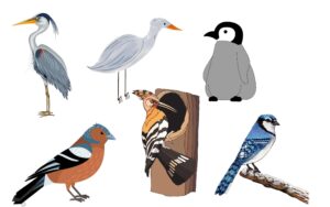 Lee más sobre el artículo Matutina para Menores | Viernes 03 de Mayo de 2024 | ¿Quieres saber más de aves?