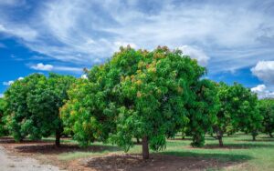 Lee más sobre el artículo Matutina para Menores | Viernes 24 de Mayo de 2024 | ¿Cuánto sabes de árboles?