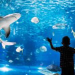 Matutina para Menores | Martes 04 de Junio de 2024 | La verdad sobre los tiburones