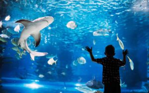 Lee más sobre el artículo Matutina para Menores | Martes 04 de Junio de 2024 | La verdad sobre los tiburones