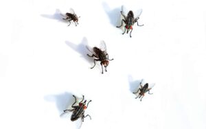 Lee más sobre el artículo Matutina para Menores | Domingo 07 de Julio de 2024 | ¿Sabes qué insecto soy?