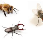 Matutina para Menores | Jueves 11 de Julio de 2024 | Abejas, escarabajos y moscas
