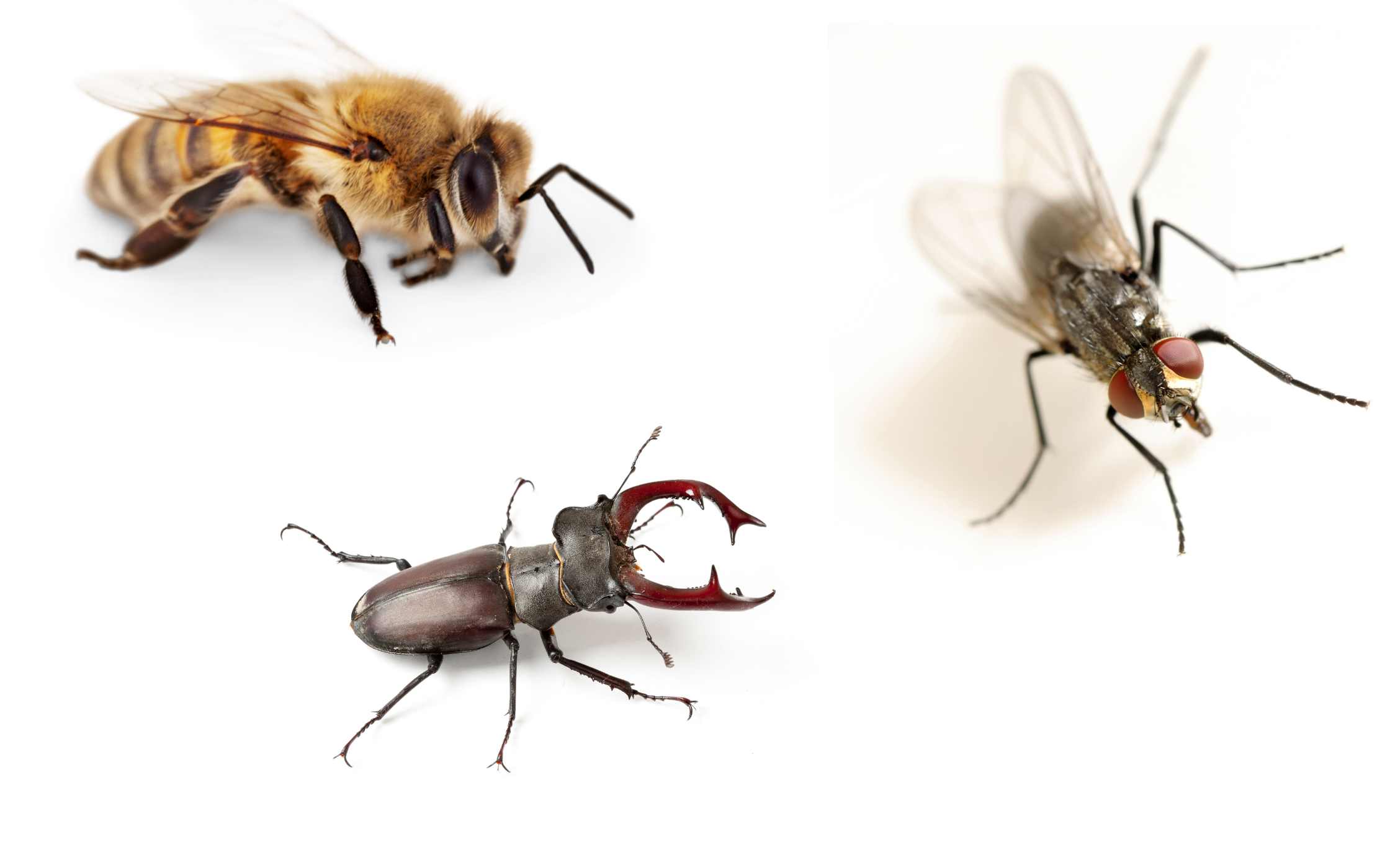 Lee más sobre el artículo Matutina para Menores | Jueves 11 de Julio de 2024 | Abejas, escarabajos y moscas