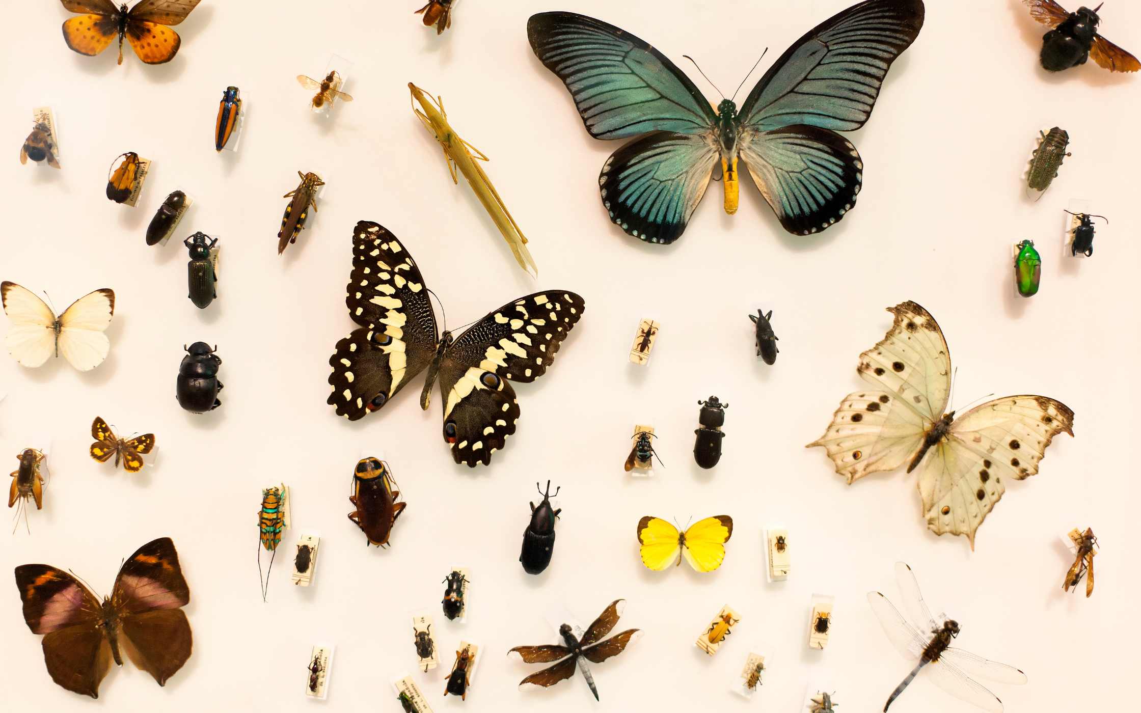 Lee más sobre el artículo Matutina para Menores | Martes 09 de Julio de 2024 | ¿Cuánto sabes de insectos?