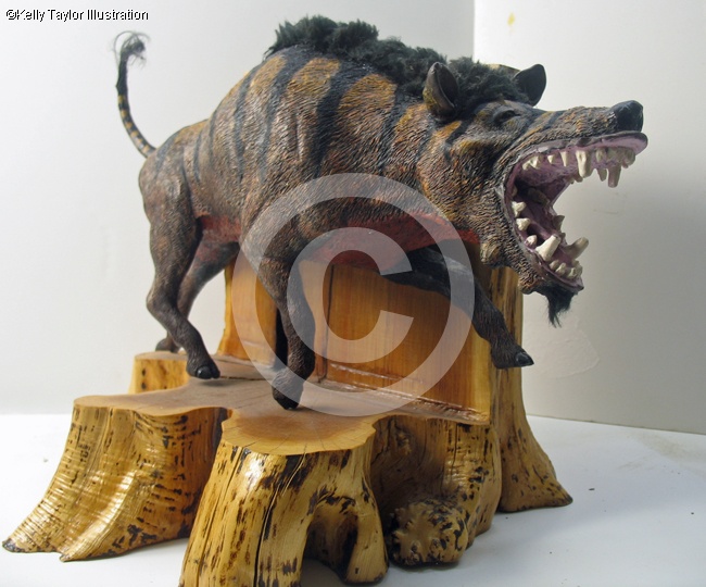 daeodon collecta