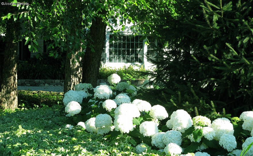 Front Yard Ground Cover and Hydrangea Planting - Joe Weuste - 2318211