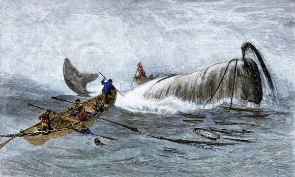 Harpooning Whale 1800s