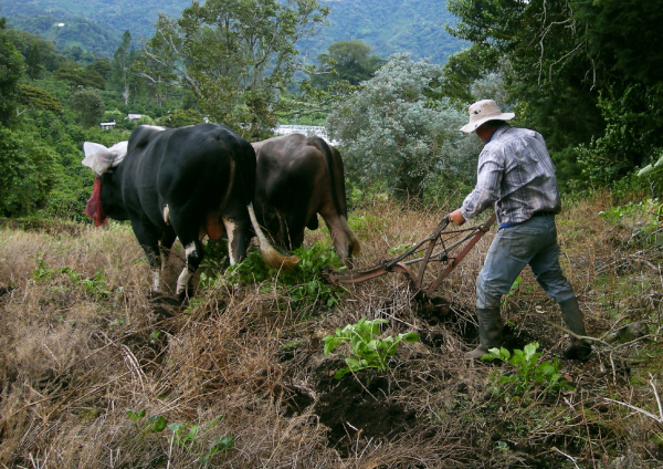 Oxen Plowing