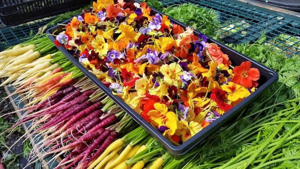 Farm Flowers Rainbow Carrots