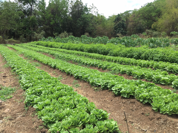 Taraoka Farm