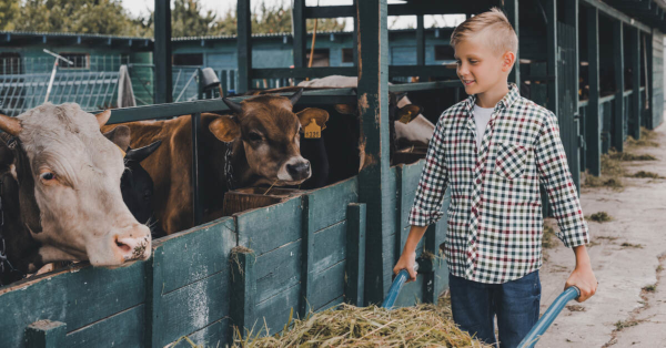 Kid Feeding Cows