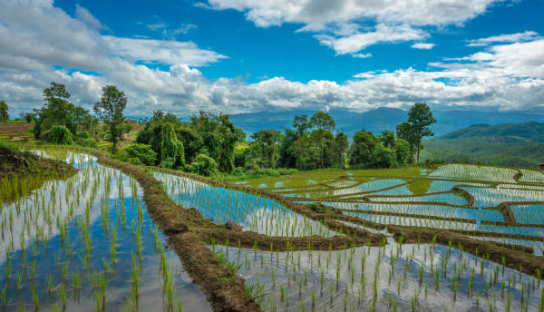 Rice Paddies