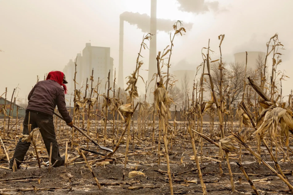 Food Shortages Result of Green Energy